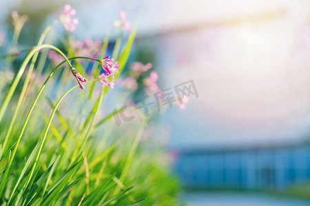 阳光明媚的日子花田紫色植物群低角度视图