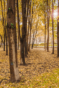 秋季公园的黄色落叶和树木、阳光和眩光