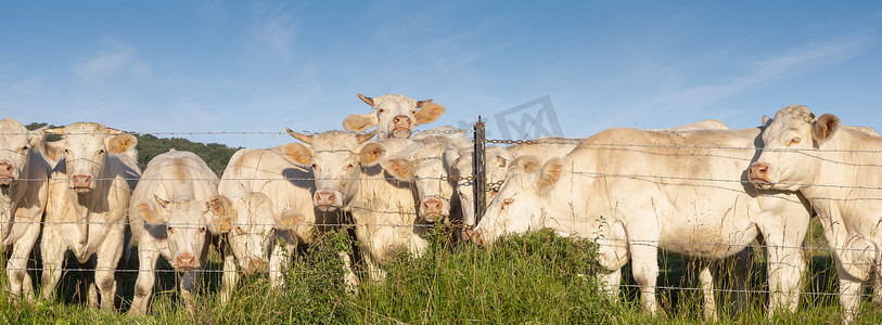 牛牧场摄影照片_蓝天下的白牛，绿草如茵的草地