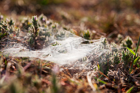 草和花上的蜘蛛网。