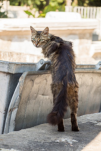 街上看到流浪猫
