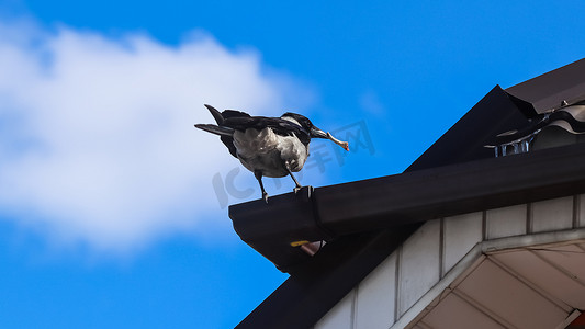 春天喜鹊摄影照片_屋顶上衔着一根骨头的喜鹊，映衬着蓝天白云