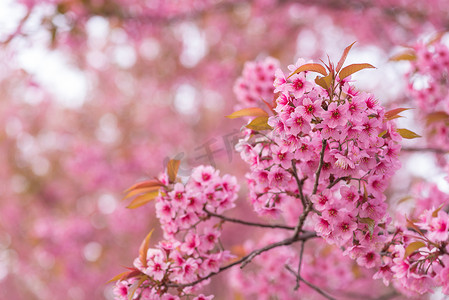 美丽的粉红色花朵野生喜马拉雅樱桃花 (李属 ceras