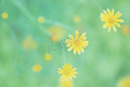 柔和焦点中的黄色小星花