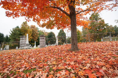覆盖地面的精采红色秋天叶子下落在枫树ne下