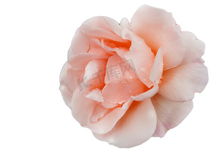 白色背景上一朵精致的粉红玫瑰的单朵花的特写，通过剪裁隔离