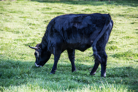 黑牛摄影照片_牧场上的黑牛