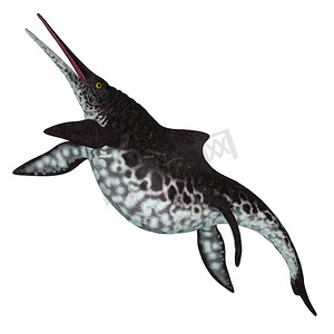 Shonisaurus 鱼龙 左侧