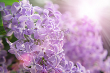 紫色渐变远山摄影照片_丁香树枝上罕见的五瓣花，特写