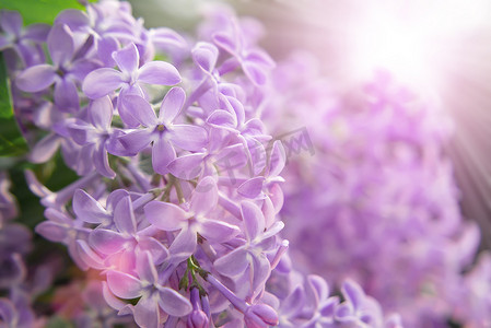 丁香花信纸摄影照片_丁香树枝上罕见的五瓣花，特写