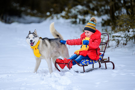 一个女孩坐在雪橇上与她的宠物哈士奇玩耍，与狗一起进行冬季游戏，享受冬季的乐趣。