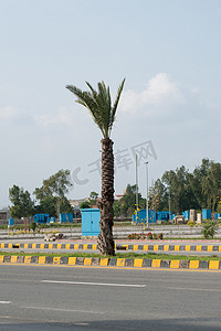 巴基斯坦旁遮普邦达拉合尔路上的枣树
