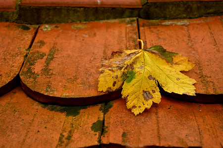 屋顶彩绘摄影照片_屋顶上秋天的彩色枫叶