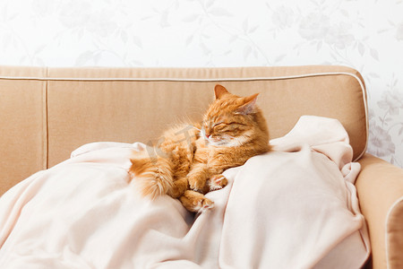沙发猫摄影照片_可爱的姜黄色猫躺在米色沙发上。