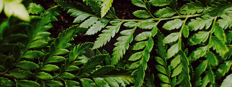 热带植物叶子摄影照片_热带植物叶子在庭院里作为植物学背景、自然和环境