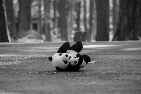 可爱熊猫背景摄影照片_熊猫娃娃独自留在松林的路上。