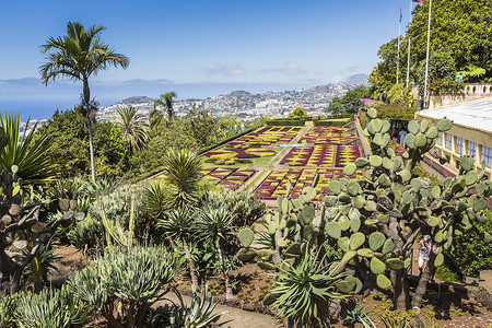 马镇摄影照片_马德拉岛丰沙尔镇著名热带植物园