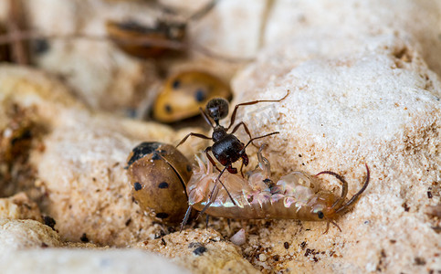 蚂蚁坚持不懈摄影照片_工作的蚂蚁与猎物