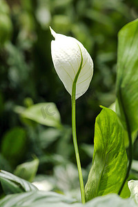 和平百合，白色，椭圆形，尖尖微弯