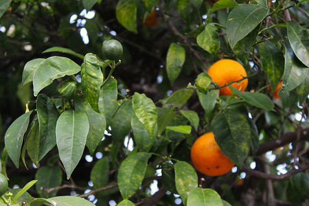绿色的柑橘与成熟的橙色柑橘在树枝的背景中。