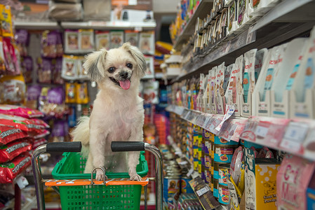 狗很可爱，在宠物店等着宠物主人