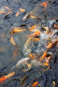 越南养鱼业