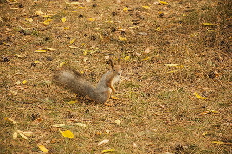 秋天森林里的红松鼠