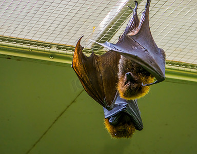 天花板上挂着一只罗德里格斯飞狐的肖像，热带巨型蝙蝠，来自非洲的濒危动物