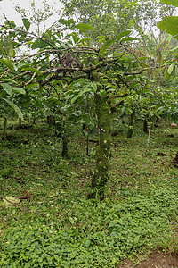 coffea摄影照片_Coffea arabica 灌木与成熟的阿拉比卡咖啡豆，原产于印度尼西亚巴厘岛。 