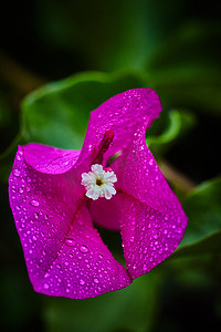 紫色的花，上面有雨滴，极端的宏观
