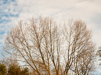 秋天空摄影照片_多云天空背景中美丽的裸露秋枝