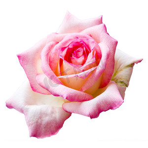 白色背景中突显的美丽粉红玫瑰、情人花和婚礼花