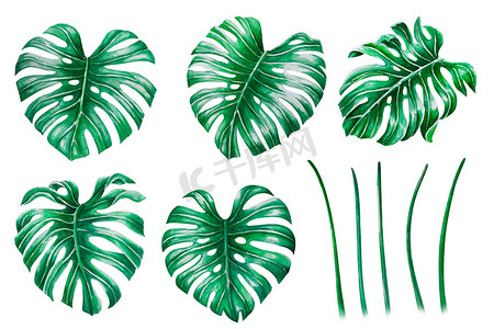 一套绿色龟背竹热带树叶水彩插图，我