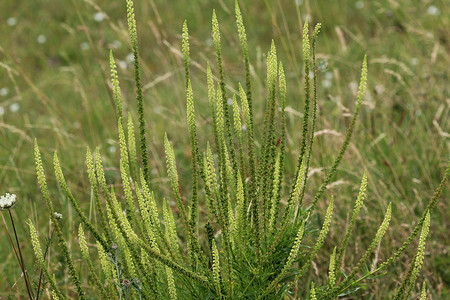 Reseda luteola，被称为染色火箭、染色杂草、焊接、羊毛和黄色杂草