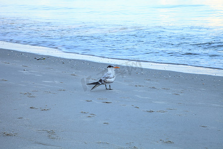 皇家燕鸥矗立在白色的沙滩上