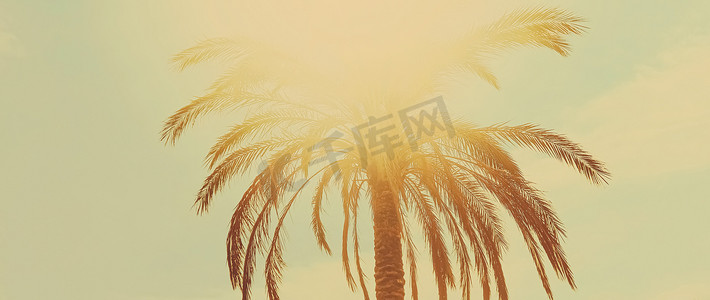 热带棕榈树在炎热的夏日作为复古背景、自然和旅行
