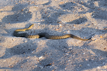 毒蛇摄影照片_黑海海滩沙子上的危险毒蛇毒蛇 Vipera Renardi