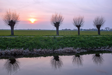 日落时荷兰风景中修剪的柳树