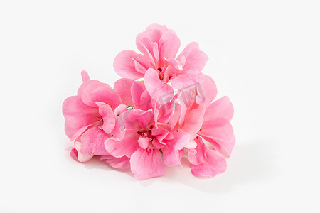 孤立在白色背景上的粉红色天竺葵花
