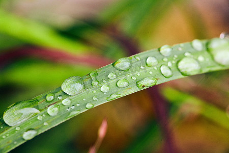 草叶上凝结的露水