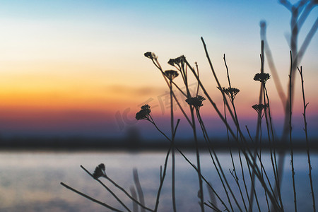 前景中的一些植物和背景中美丽的日落，在罗马尼亚布加勒斯特的 Lacul Morii（湖）形成鲜明对比