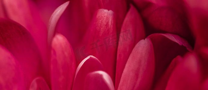 盛开的红雏菊花瓣，抽象花卉艺术背景，春天大自然中的花朵香水香味，婚礼，奢华美容品牌假日设计