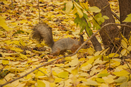 秋天森林里的红松鼠