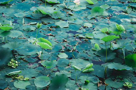 湿地池塘水面上的绿莲荷花花。