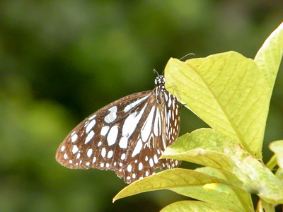 绿色植物叶子上的蛾蝶 (Rhopalocera) 昆虫动物。