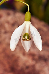 白色普通雪花莲花