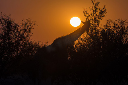 一只吃草的长颈鹿的剪影反对初升的太阳