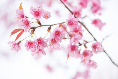 粉红色花朵的美丽分支野生喜马拉雅樱桃花 (Pr