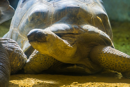 阿尔达布拉巨龟，头部特写，陆龟，马达加斯加的易危动物