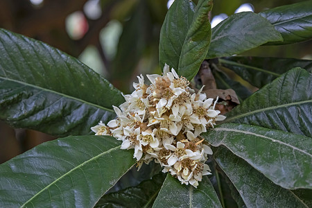 花果园摄影照片_冬天枇杷树上的叶子和花